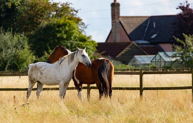 To heste nusser hinanden på en hestefold